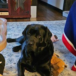 Labrador Retriever Puppies from Sound View Labradors East