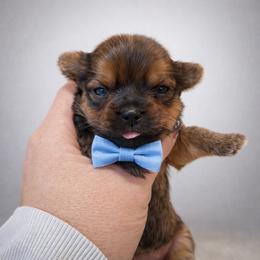 Brady - Red male Shorkie puppy in Midland, Texas from Southern Yorkie Pies