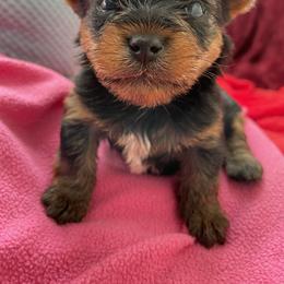 Yorkshire Terrier Puppies from Essence of Grace Yorkies