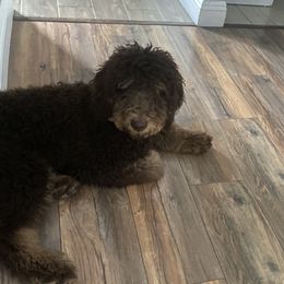 Boston - Poodle