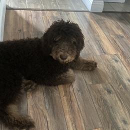 Boston - Poodle