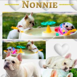 Nonnie - White female French Bulldog puppy in Fort Atkinson, Wisconsin from Bishop Bullyz