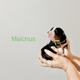 Malchus - Tri-color male Bernedoodle puppy in Temperance, Michigan from Michigans Bernedoodle’s