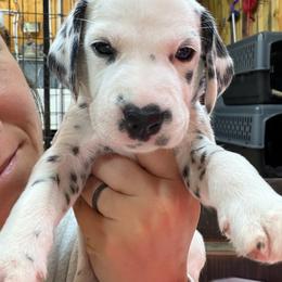 Black Collar Male - White and black male Dalmatian puppy in Colome, South Dakota from KB Ridgebacks and Dals, LLC