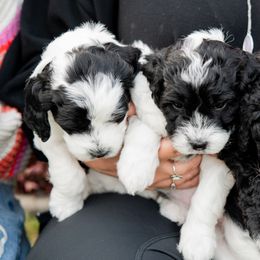 Sheepadoodle Puppies from Downriver Doodles