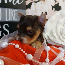 Pepper - Chocolate and tan Yorkshire Terrier puppy in Humble, Texas from Marnax Yorkshire Babies