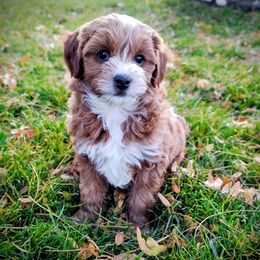 Rhubarb - Red  female Goldendoodle puppy in Bountiful, Utah from Red Brick Doodles