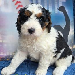 Doris - Tri-color female Bernedoodle puppy in Seymour, Tennessee from Lollie's Doodles