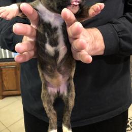 Boxer Puppies from Agape Boxers