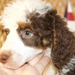 Brown Tri Male - Phantom male Poodle puppy in Belgreen, Alabama from Scott’s Farm Poodles and Doodles