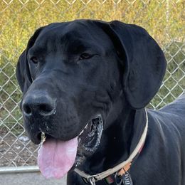 Khi - Great Dane