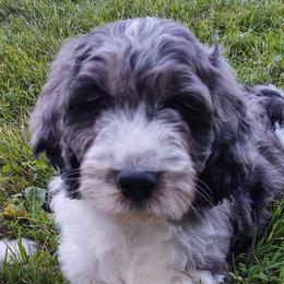 English Springer Spaniels and Springerdoodles from McNally's Springer Spaniels