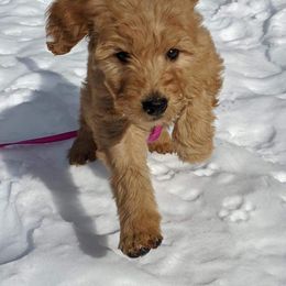 Poodle Puppies from Pampered Pawz