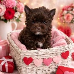 Casanova - Liver male Yorkshire Terrier puppy in Parma Heights, Ohio from Yorkie Darlings ANGELHEARTS YORKIES