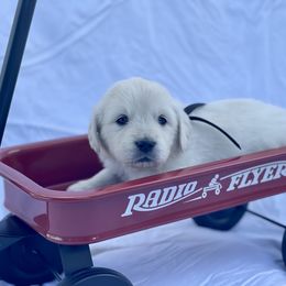 Grey - Light golden Golden Retriever puppy in Brewster, Washington from AB & Co. Goldens