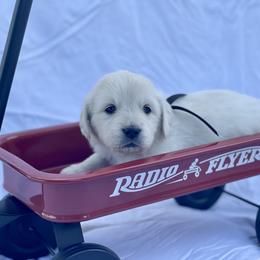 Grey - Light golden Golden Retriever puppy in Brewster, Washington from AB & Co. Goldens