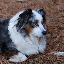 Miniature Australian Shepherds and Toy Australian Shepherds from Faith Farms Mini Aussies
