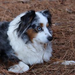 Miniature Australian Shepherds and Toy Australian Shepherds from Faith Farms Mini Aussies