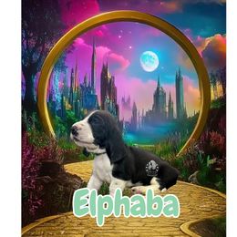 Elphaba - Black and white female Basset Hound puppy in Dingess, West Virginia from Tuckers' Howling Hounds