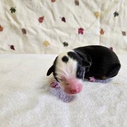 Frost - Black tri male Toy Australian Shepherd puppy in Snowflake, Arizona from Halfpint Aussies