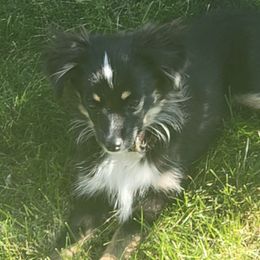 Toy Australian Shepherds from Rockin AC Toy Aussies