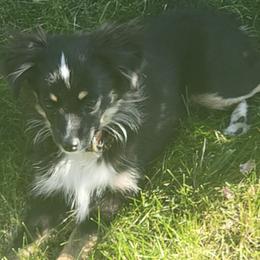 Toy Australian Shepherds from Rockin AC Toy Aussies