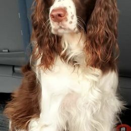 English Springer Spaniels from GNLS SPRINGERS