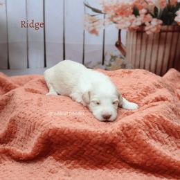 Boy 4 - male Australian Labradoodle puppy in Hurricane, Utah from Red Desert Doodles