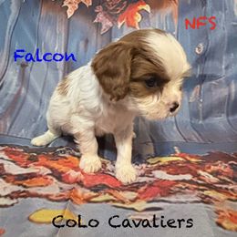 Falcon - Blenheim male Cavalier King Charles Spaniel puppy in Leonard, Michigan from CoLo Cavaliers