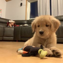 Golden Retriever Puppies from Lake Champlain Goldens