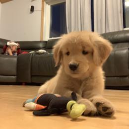 Golden Retriever Puppies from Lake Champlain Goldens