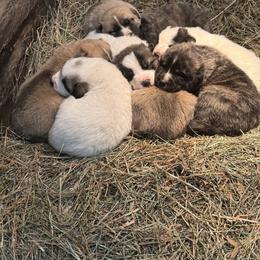 Boy 4 - Apricot male Mastiff puppy in Port Townsend, Washington from Pam’s Perfect Pugs & MasPyrs
