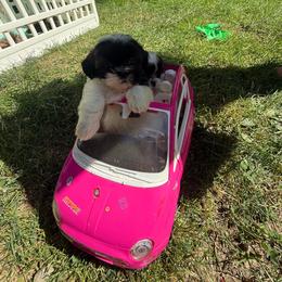 Gia - Sable and white female Shih Tzu puppy in Lakewood, Ohio from Purelyshihtzupups