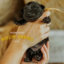 Labrador Retriever Puppies from Parsons Farmstead Retrievers