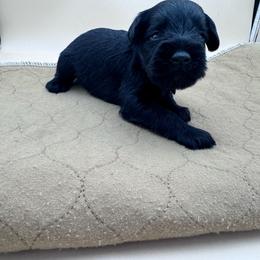 Purple - Black female Miniature Schnauzer puppy in Arlington, Texas from Blissful Standards