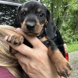 Buck - Black and tan male Dachshund puppy in Newark, Ohio from Freyja’s Legacy Dachshunds