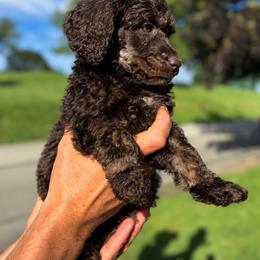 Trinity - Phantom female Poodle puppy in Washington, Pennsylvania from Patriotic Poodles
