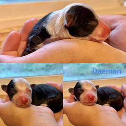 Daemon - Black and white male Border Collie puppy in Santa Cruz, California from Von Guadachi German Shepherds & Audacity Border Collies