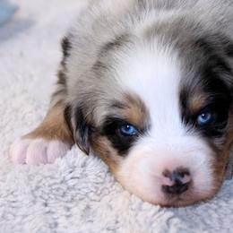 Heather - Blue merle female Australian Shepherd puppy in Falcon, Missouri from www.maubachranch.com