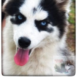 Pomsky Puppies from Foxfire Arctic Spitz