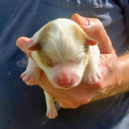 Echo - Mini Female - Red and white female Pomsky puppy in Draper, Utah from Pocket Pomskys