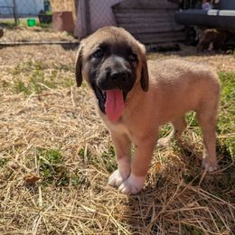 Girl 4 yellow Girl - Fawn female Anatolian Shepherd Dog puppy in Cleveland, Minnesota from Schmahl Family Farms