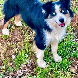 Denver - Miniature Australian Shepherd