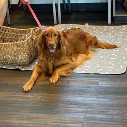 Girl 3 puppy - Dark golden female Golden Retriever puppy in Aumsville, Oregon from Bigfoot Goldens AKC registered - Dark Red Goldens