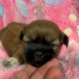 Female Brown with black markings - Sable female Shih Tzu puppy in Missouri from Farm Animal Mommy Shih tzu's Michalek Dog Breeder