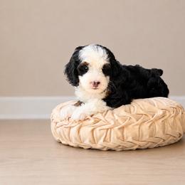 Ambrosia - Tri-color female Bernedoodle puppy in Atwood, Oklahoma from Luxe Doodle Haven