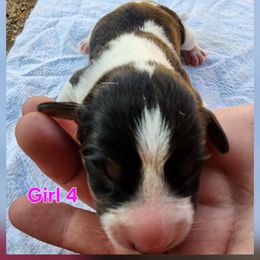 Reserved for Paula - Black white and tan female Rat Terrier puppy in Kennewick, Washington from SUNSHINE DECKERS WASHINGTON