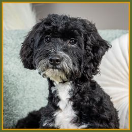Roman - Black male Cockapoo puppy in Connersville, Indiana from Deaz Doodle Ranch