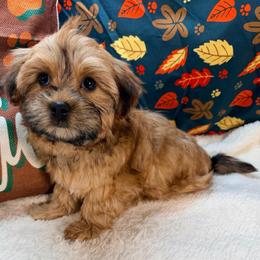 Kelly - Tan female Morkie puppy in Stockbridge, Georgia from Jenn’s Georgia Morkies and Biewer Terriers