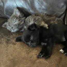 Mi-Kis from Phantastic Mi-kis